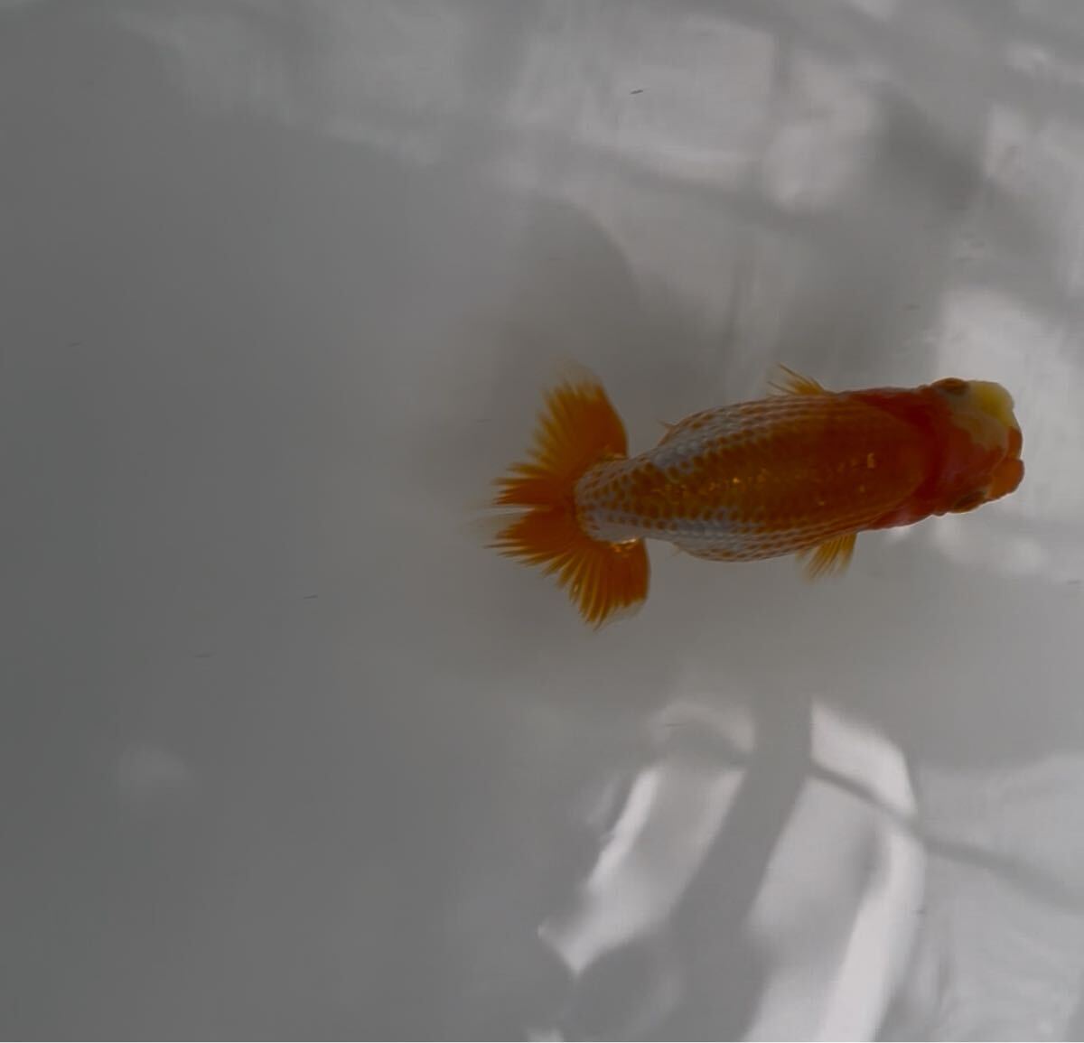 510らんちゅう当歳魚⑤_3