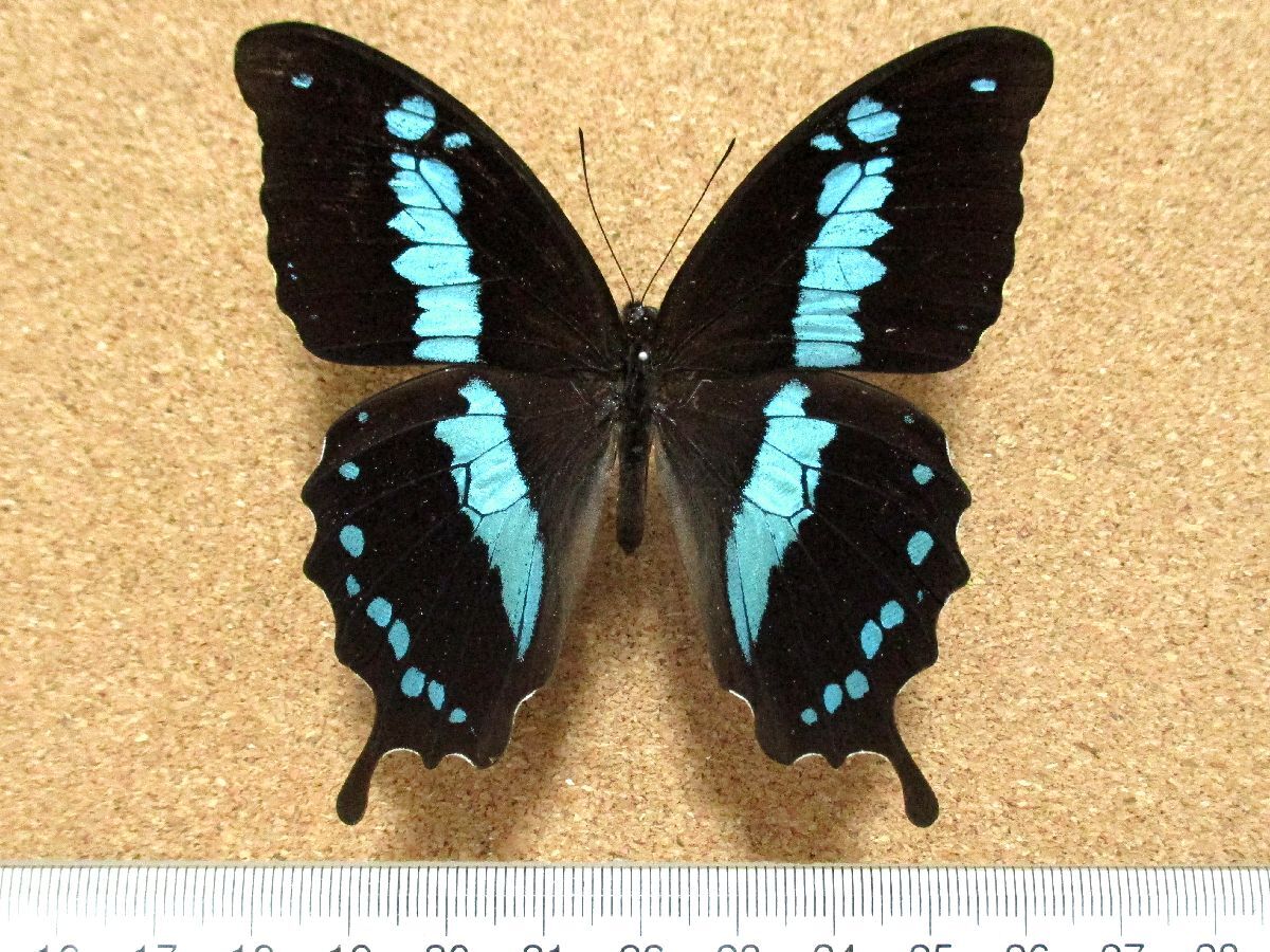 蝶 標本 オリバズスルリアゲハ♂（マダガスカル産）(虫類)｜売買された