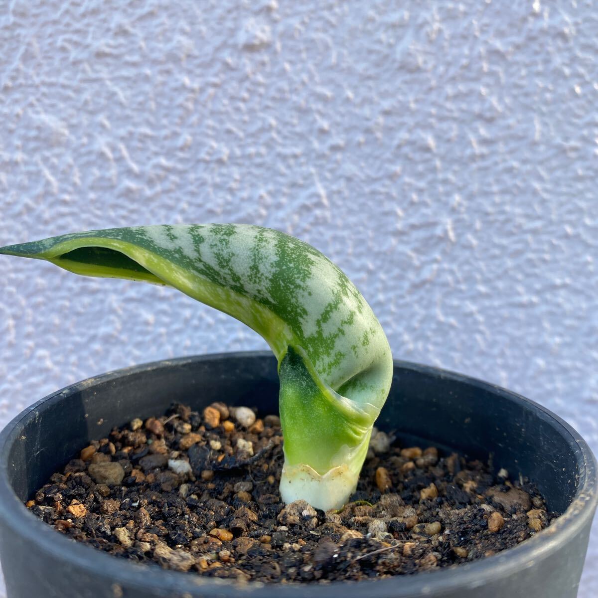 サンスベリア バードビーク サンスベリア バードビーク 多肉植物 Sansevieria Trifasciata