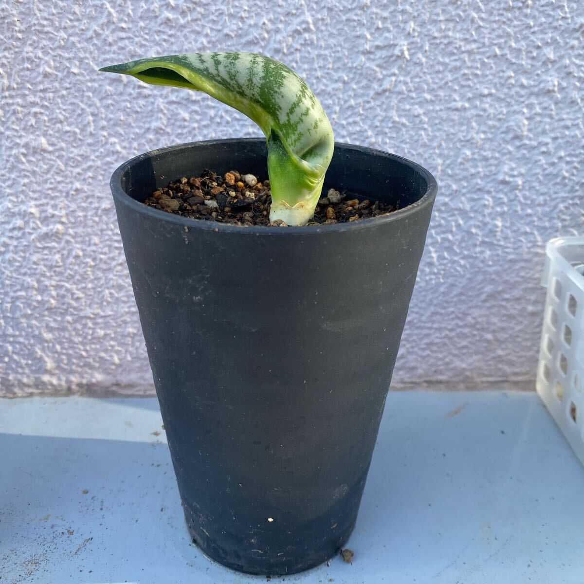 サンスベリア バードビーク 多肉植物 Sansevieria Trifasciata