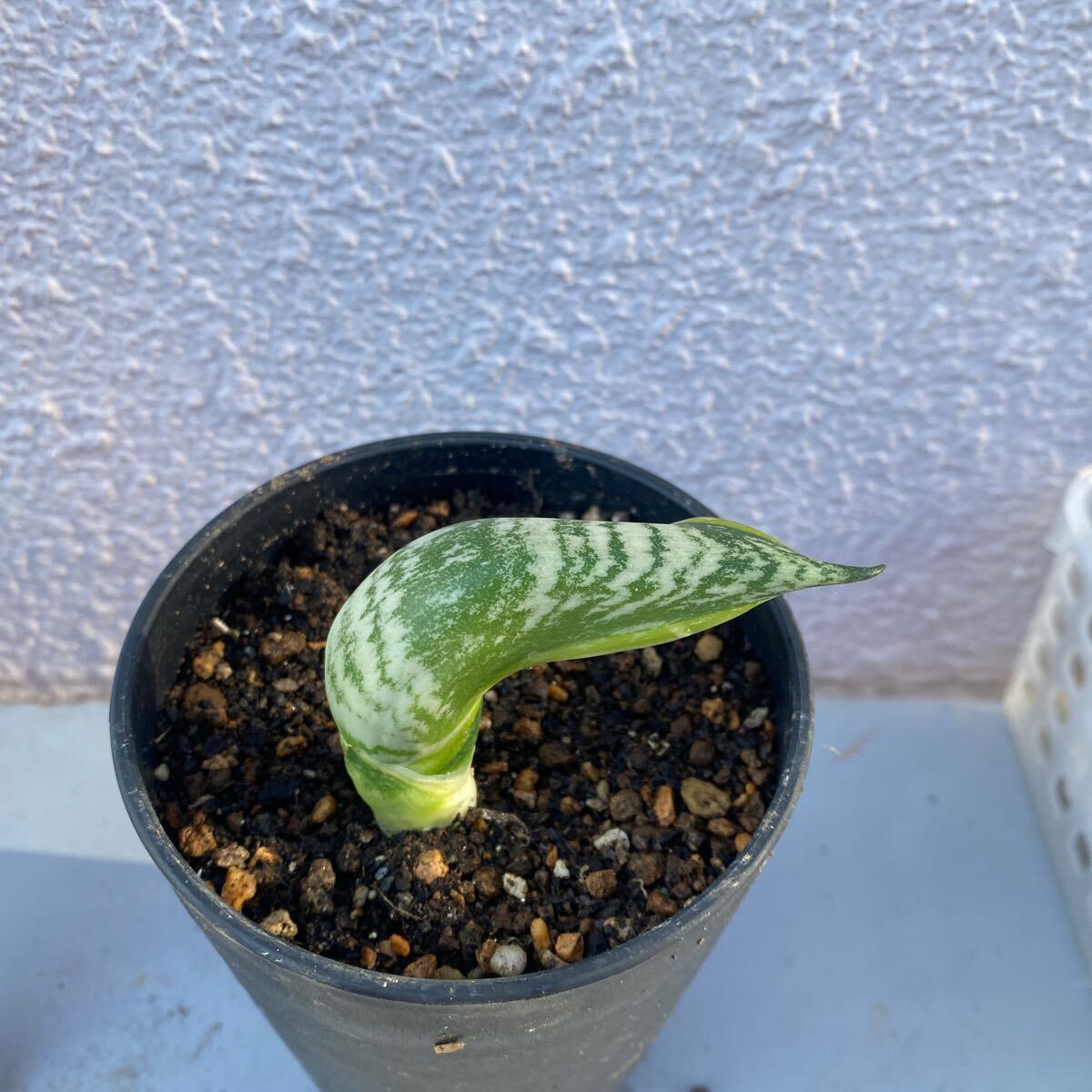 サンスベリア バードビーク 多肉植物 Sansevieria Trifasciata