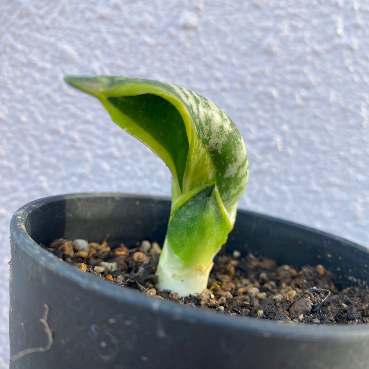 サンスベリア バードビーク 多肉植物 Sansevieria Trifasciata