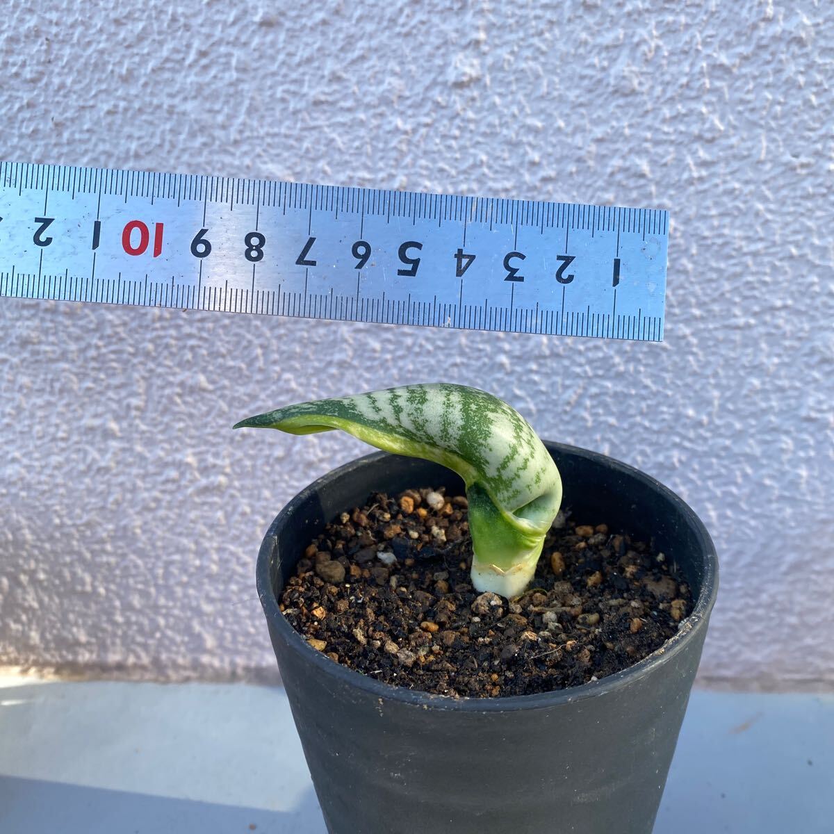 サンスベリア バードビーク 多肉植物 Sansevieria Trifasciata