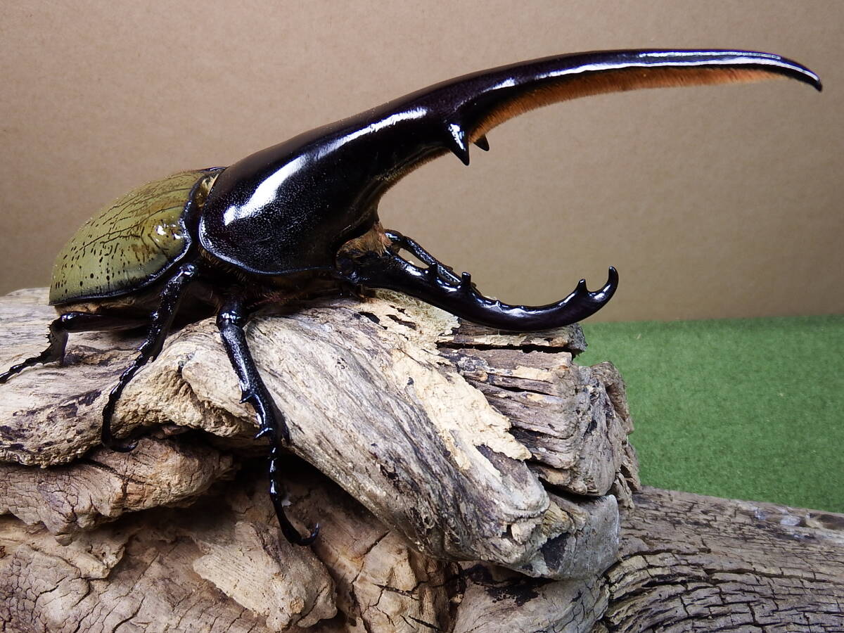 DHヘラクレス ♂160mm ヘラクレスオオカブト(外国産)｜売買された