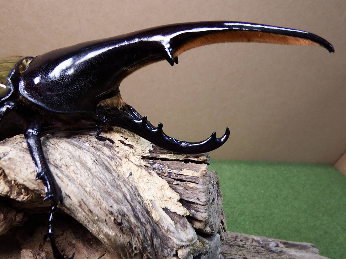 DHヘラクレス ♂160mm ヘラクレスオオカブト(外国産)｜売買された