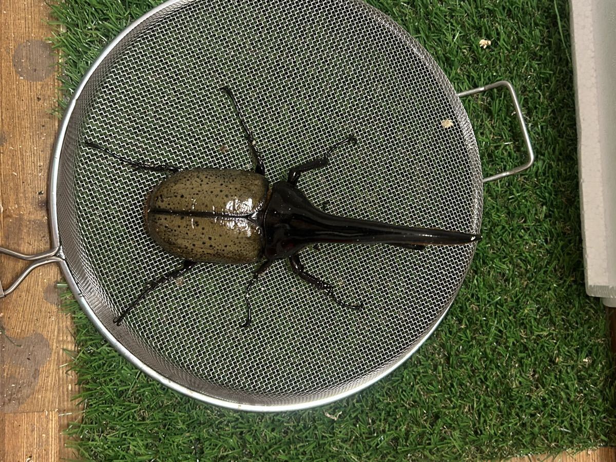 2-DHヘラクレス156㍉オス単品_1