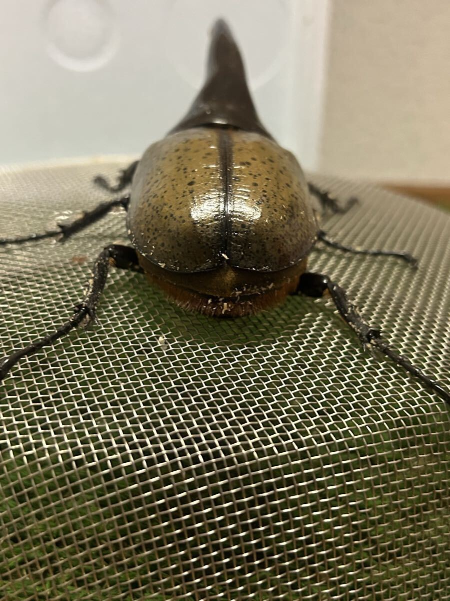 2-DHヘラクレス156㍉オス単品_2