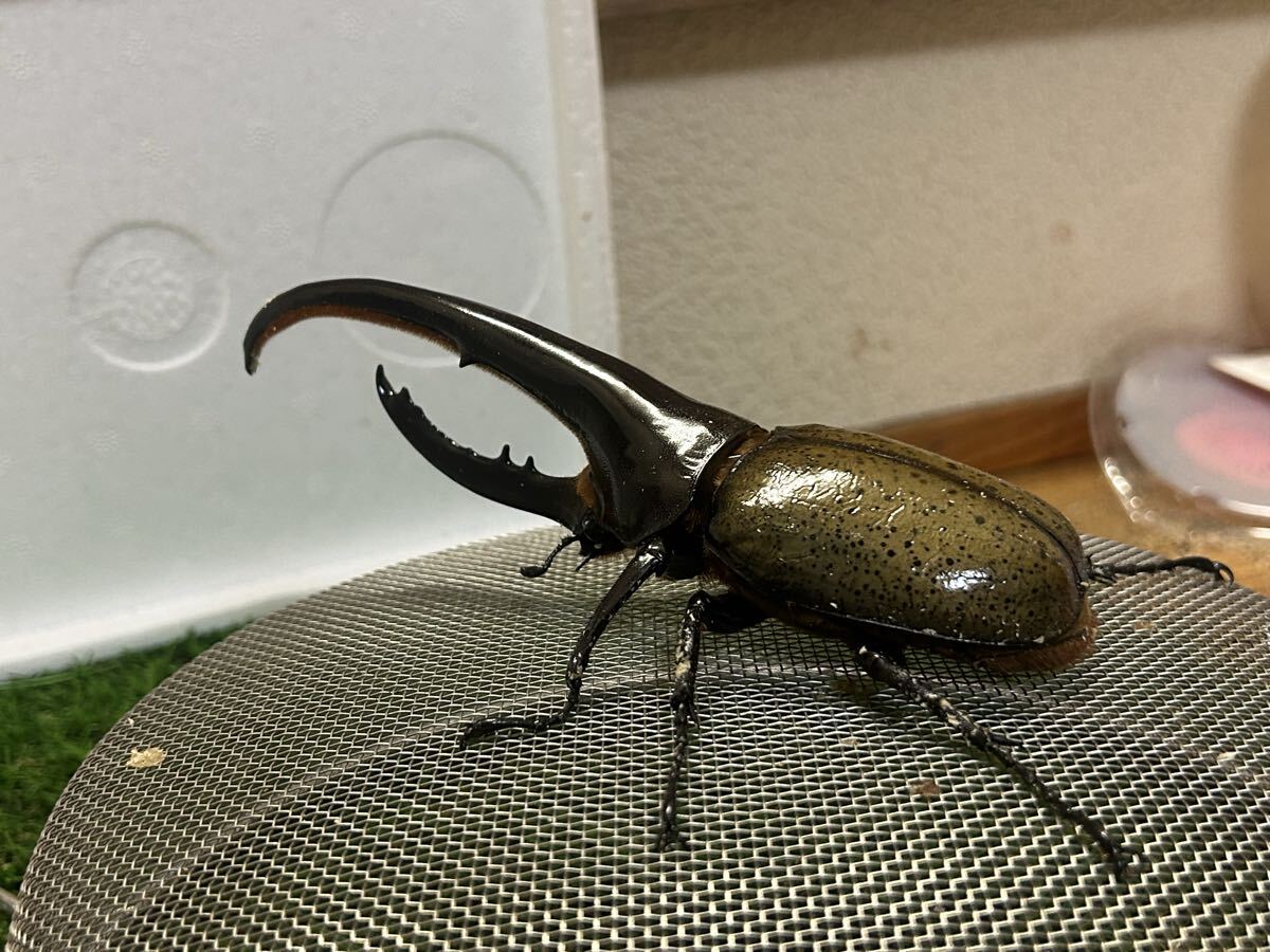 2-DHヘラクレス156㍉オス単品_3