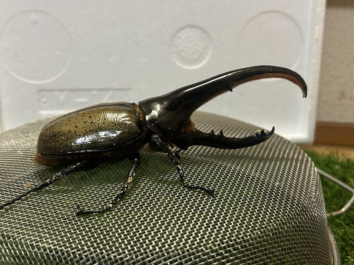 2-DHヘラクレス156㍉オス単品_4