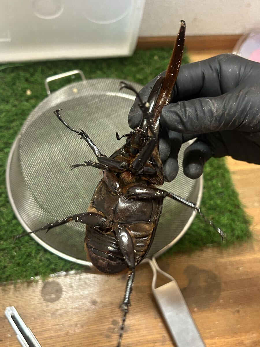 2-DHヘラクレス156㍉オス単品_5