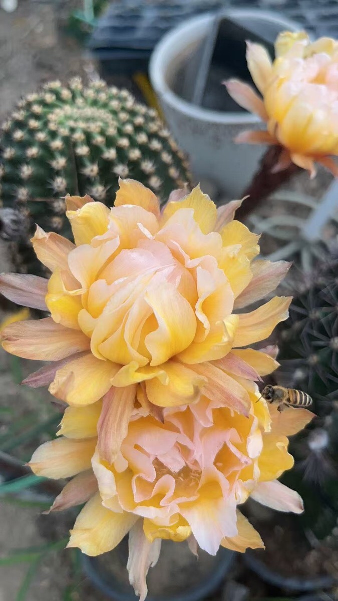 QC58 レア品種 花サボテン柱 依然 大輪花 八重咲き 開花大球(サボテン