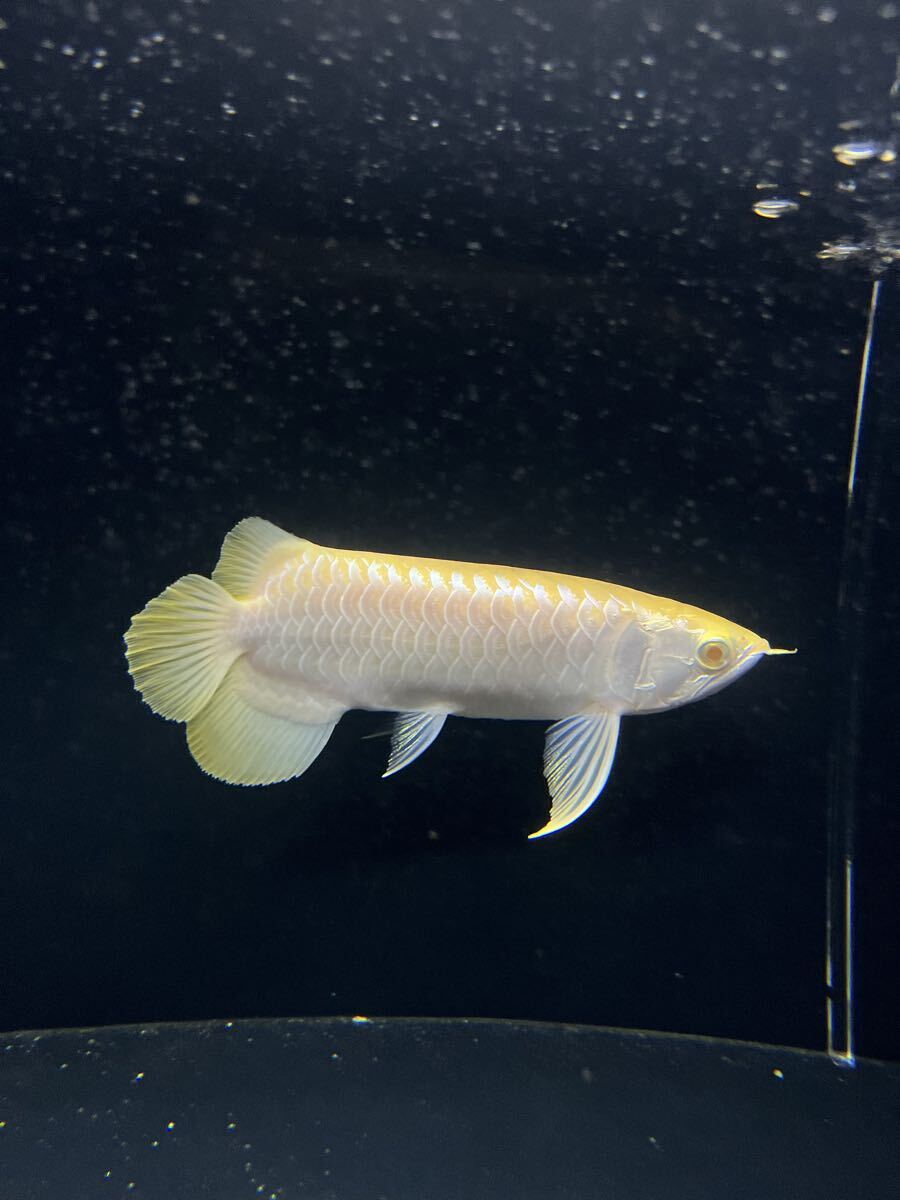 アロワナの情報