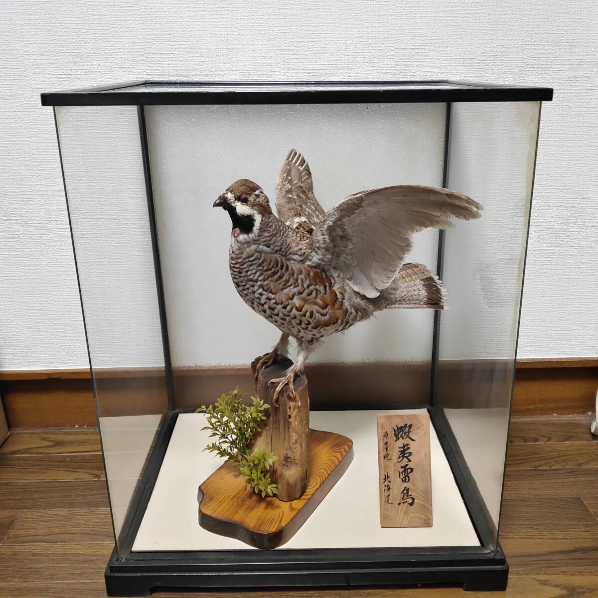 希少 】蝦夷雷鳥 ライチョウ 剥製 剥製標本 インテリア 鳥 置物