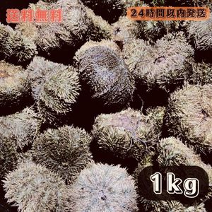 【送料無料】冷凍バフンウニ　1kg 石鯛　イシガキダイ　黒鯛　釣り餌 かぶせ釣り