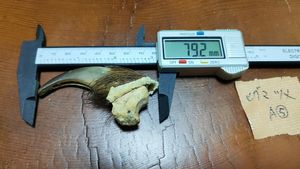 クマの爪の値段と価格推移は？｜2件の売買データからクマの爪の価値が