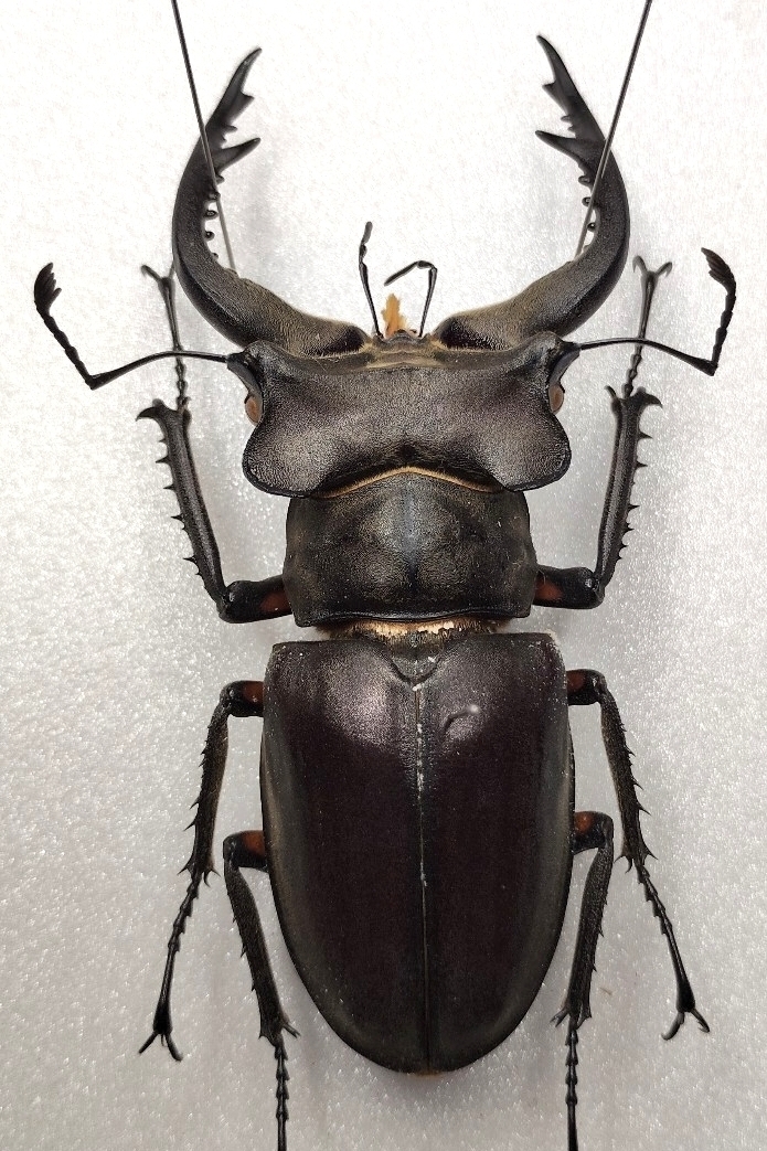 ミヤマクワガタの値段と価格推移は？｜307件の売買データから