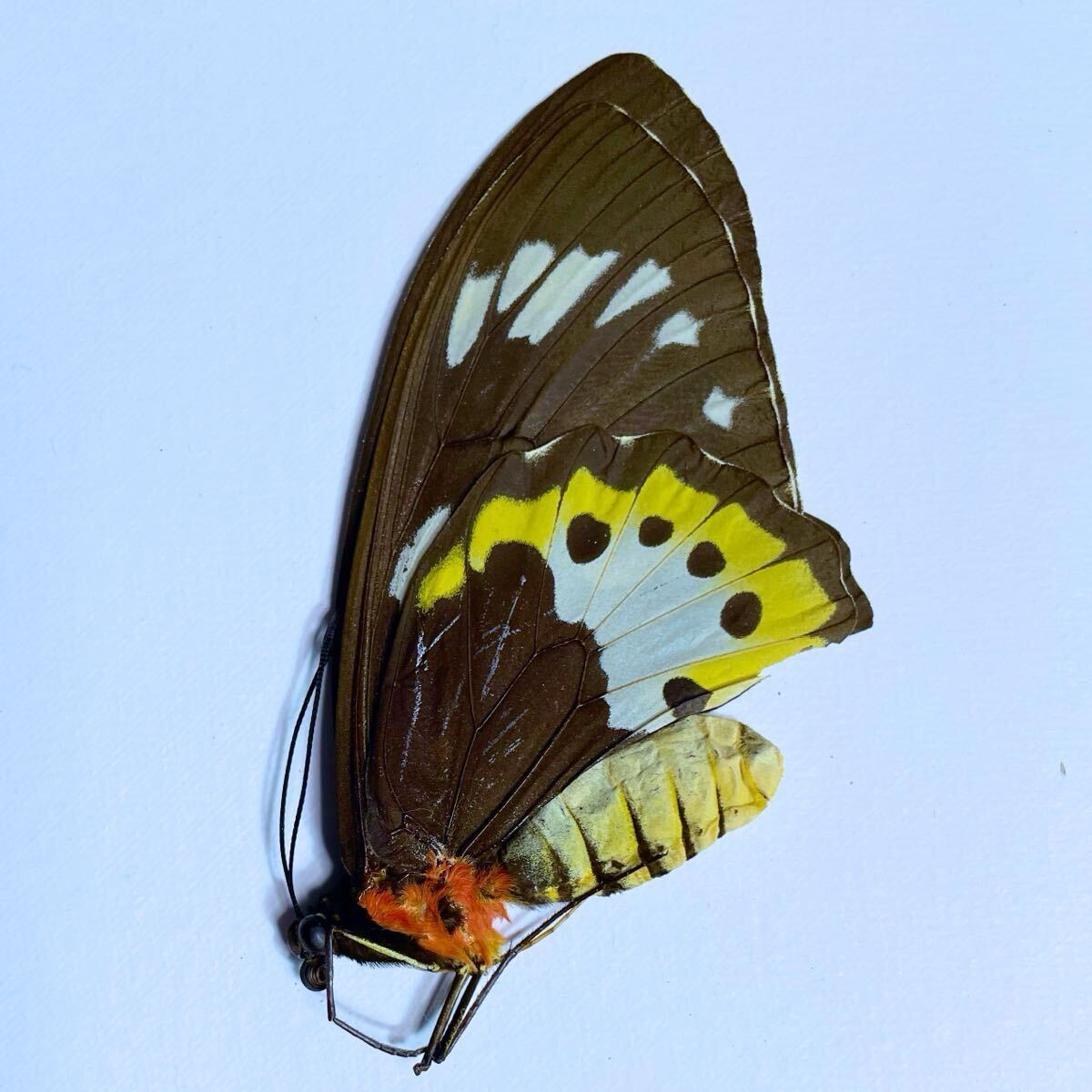 ゴクラクトリバネアゲハの値段と価格推移は？｜3件の売買データから