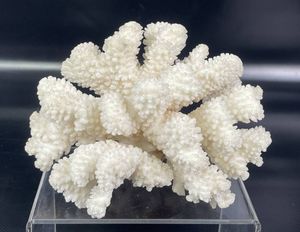 白珊瑚置物の値段と価格推移は？｜3件の売買データから白珊瑚置物の