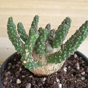 L LONG】F790 塊根植物 ユーフォルビア ガムケンシス実生Euphorbia
