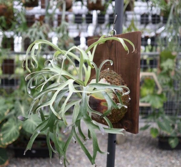 ︎︎︎︎☑︎P.alcicorne Madagascar Dwarf OC ビカクシダ Frontier Plants】【現品】ビカクシダ・アルシコルネマダガスカル