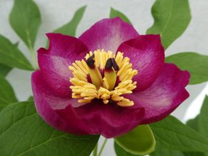 ヤマシャクヤクのYahoo!オークション(旧ヤフオク!)の相場・価格を見る