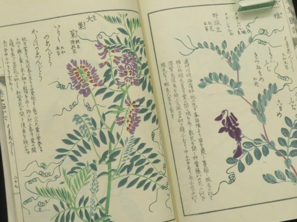 5)戦前 木版画『本草図譜 菜部46』大正7年 岩崎灌園 彩色植物図鑑 和本