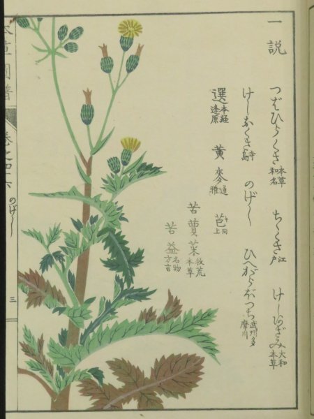 5)戦前 木版画『本草図譜 菜部46』大正7年 岩崎灌園 彩色植物図鑑 和本