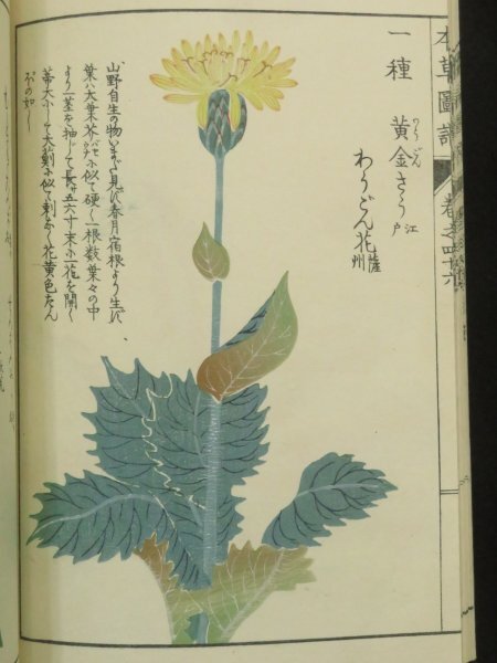 5)戦前 木版画『本草図譜 菜部46』大正7年 岩崎灌園 彩色植物図鑑 和本