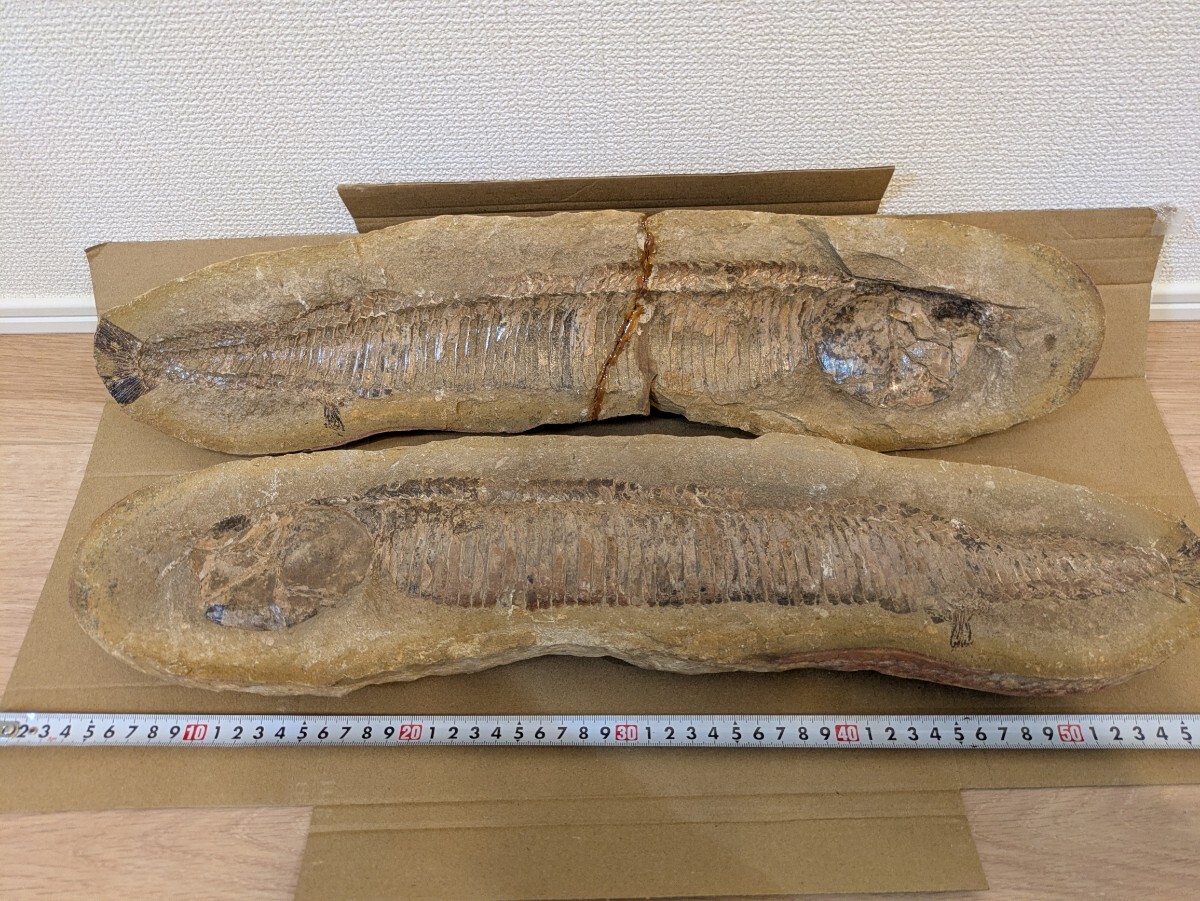 過去最大最重量級 化石 魚 インテリア 古代魚 魚化石 ノジュール 標本