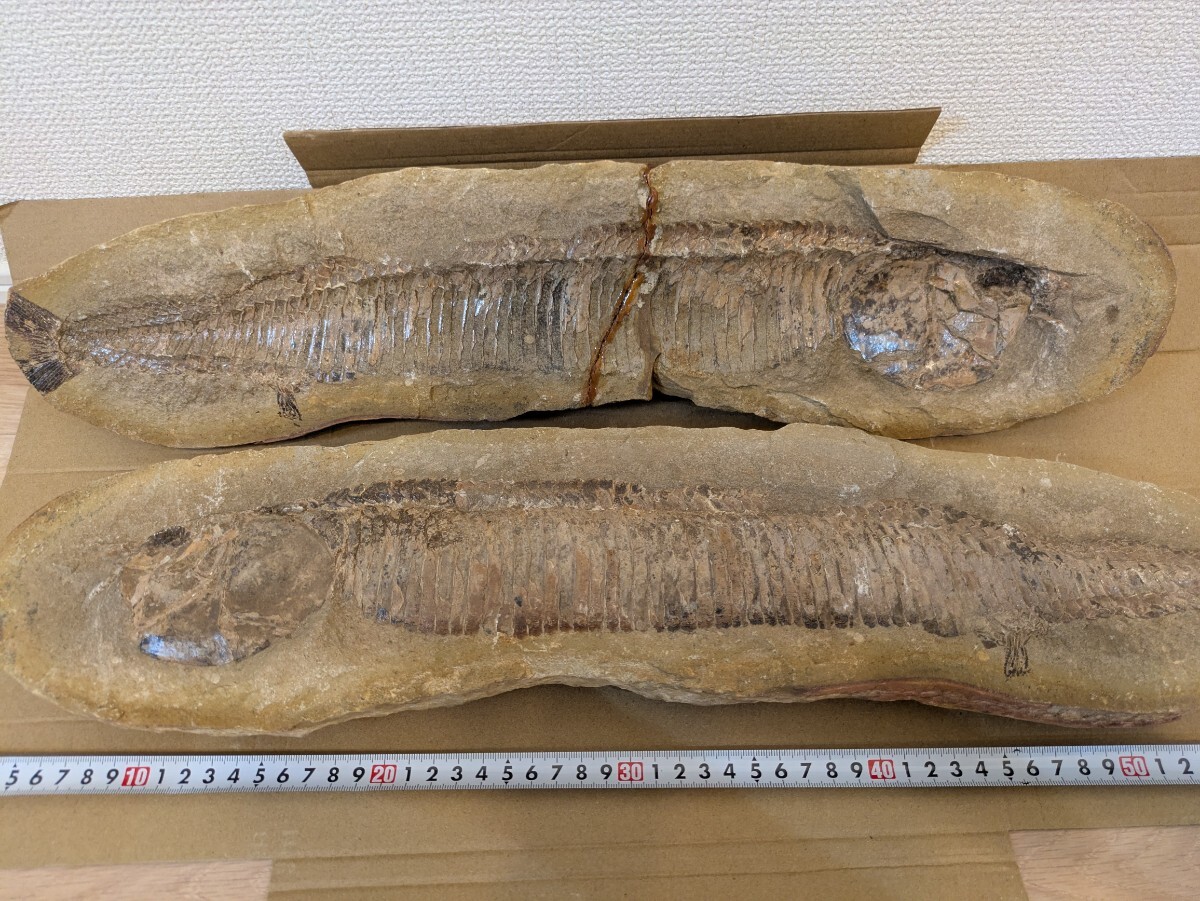 過去最大最重量級 化石 魚 インテリア 古代魚 魚化石 ノジュール 標本