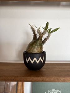 VALIEM 鉢のYahoo!オークション(旧ヤフオク!)の相場・価格を見る