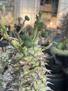 Euphorbia sapiniiのYahoo!オークション(旧ヤフオク!)の相場・価格を
