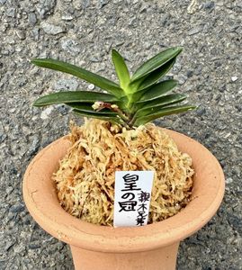 富貴蘭のYahoo!オークション(旧ヤフオク!)の相場・価格を見る｜Yahoo