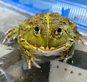チャコガエルのYahoo!オークション(旧ヤフオク!)の相場・価格を