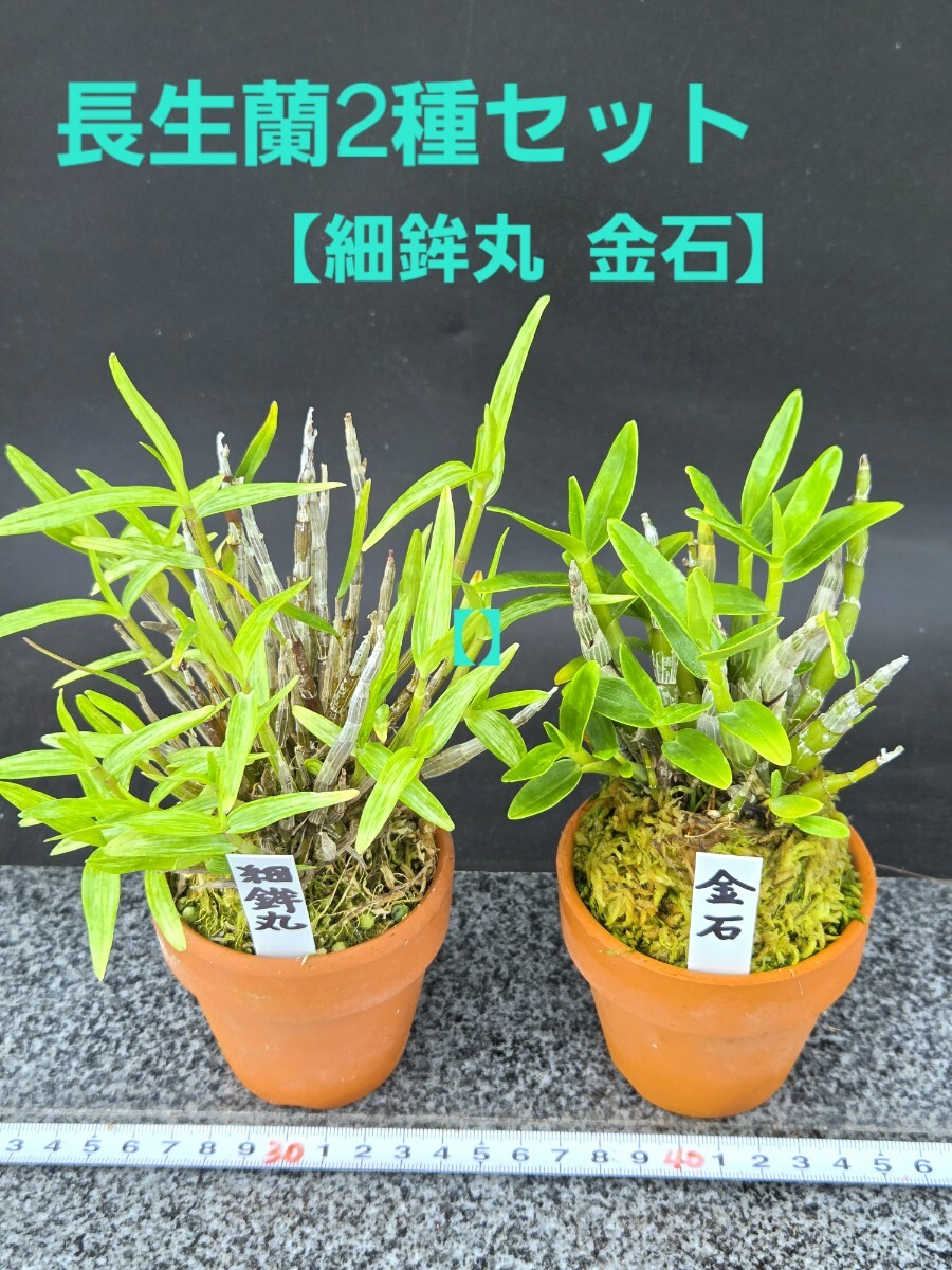 セッコク 長生蘭【細鉾丸 金石】☆2種セット☆風蘭 富貴蘭 セッコク