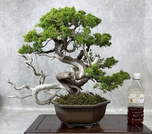 盆栽 真柏のYahoo!オークション(旧ヤフオク!)の相場・価格を見る