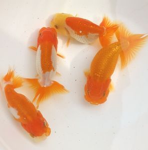 スキンケア・基礎化粧品 TBC トゥアスボー モイスチュアクリーム_30g