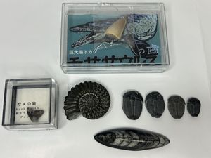 サメの歯 化石のYahoo!オークション(旧ヤフオク!)の相場・価格を見る