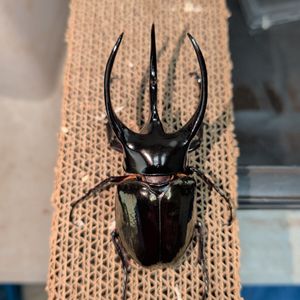 確認用ページその1。コーカサス 確認用ページその1。コーカサス コーカサスオオカブトの値段と価格推移