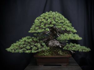 【初出品記念オークション】五葉松盆栽 古木 五葉松のYahoo!オークション(旧ヤフオク!)の相場・価格を見る｜Yahoo