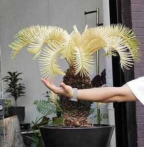ソテツ 斑入りの値段と価格推移は？｜175件の売買データからソテツ