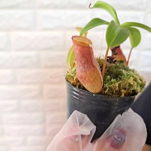 NEPENTHES VENTRICOSAの値段と価格推移は？｜24件の売買データから