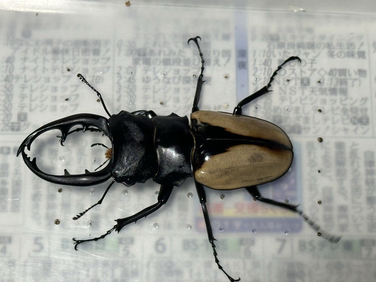 ブルマイスターツヤクワガタの値段と価格推移は？｜70件の売買データ