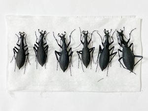 マイマイカブリの値段と価格推移は？｜92件の売買データから