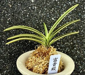富貴蘭のYahoo!オークション(旧ヤフオク!)の相場・価格を見る｜Yahoo