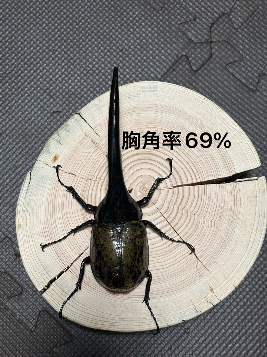 ヘラクレス 標本の値段と価格推移は？｜28件の売買データから