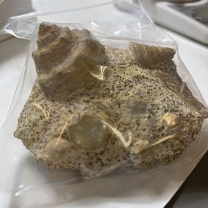 値引交渉歓迎/地中海産絶滅危惧種大型巻貝古い貝殻/ 置物 貝殻 巻貝の値段と価格推移は？｜43件の売買データから貝殻 巻貝の価値