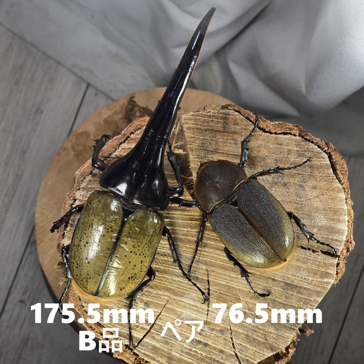 ヘラクレスヘラクレスの値段と価格推移は？｜1007件の売買データから