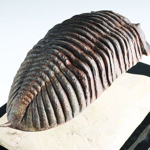 三葉虫の値段と価格推移は？｜104件の売買データから三葉虫の価値が
