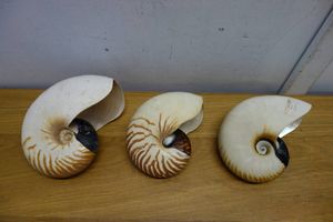 オウム貝の値段と価格推移は？｜6件の売買データからオウム貝の価値が